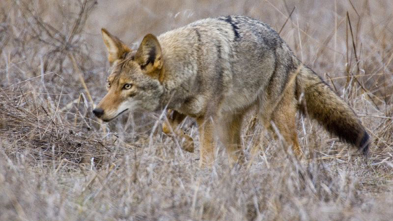 Illustration for article titled How To Keep Your Pets Safe From Coyotes